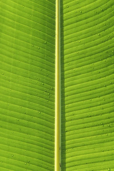 水滴付きの緑のバナナの葉. — ストック写真