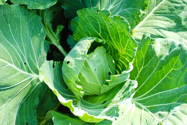 Fresh Cabbage Closeup. — Stock Photo, Image