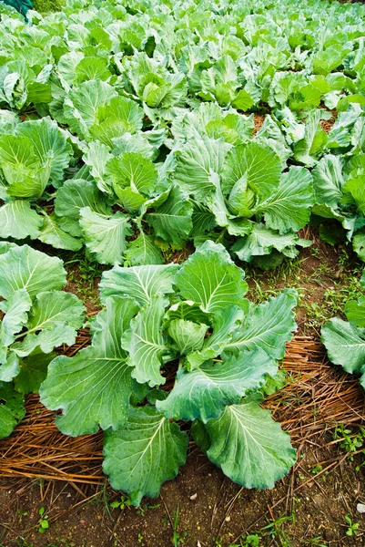 Repollo en el campo . — Foto de Stock