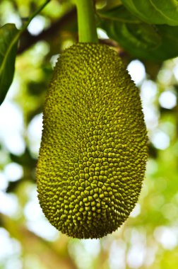 jackfriut ağaç üzerinde.