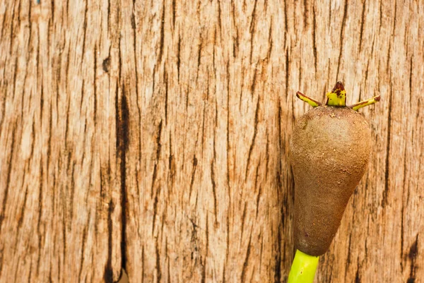 Mangrove Seed on wood — Stock Photo, Image