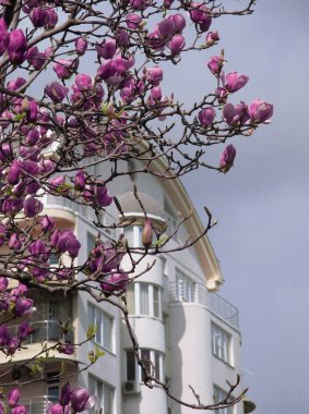 Şehirde bahar. Bir apartman binası yakınındaki çiçek açması tuliptree