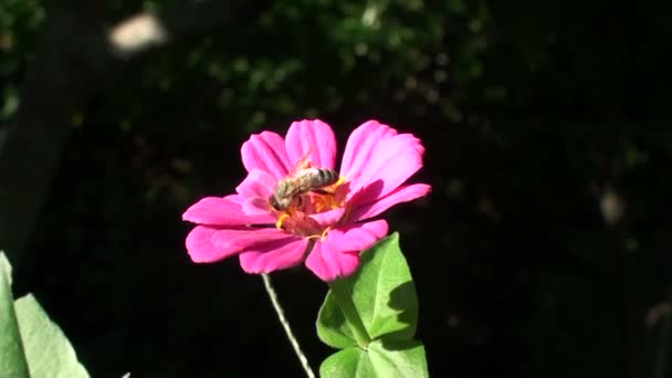 Biene auf der wunderbaren Blume im Sommer. Voll hd — Stockvideo