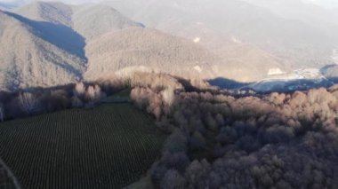 Kışın yeşil çay tarlasında insansız hava aracı görüntüsü. Soçi. 4k