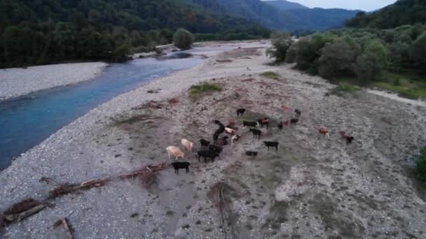 Vuelo sobre vacas pastando en pastos alpinos cerca del río de montaña. Tomado por el dron, vuela más allá — Vídeos de Stock