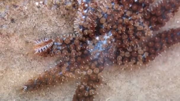 Estrella de mar bajo el agua Mar Mediterráneo — Vídeos de Stock