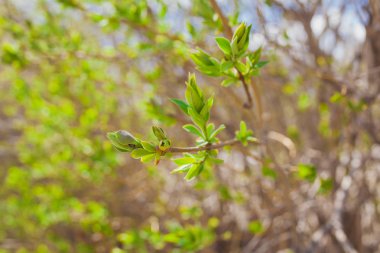 Ağaç dalları ile ilk yeni yaprak yumuşak de odaklı bahar doku