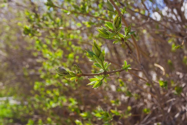 Ağaç dalları ile ilk yeni yaprak yumuşak de odaklı bahar doku — Stok fotoğraf