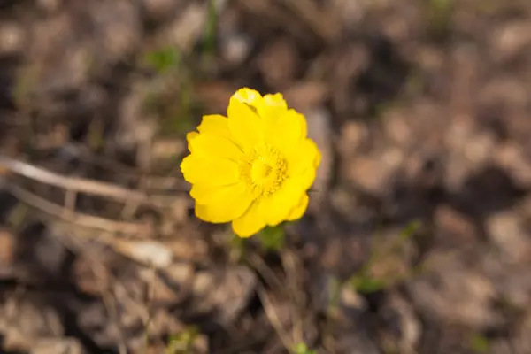 숲에서의 노란 꽃 — 스톡 사진