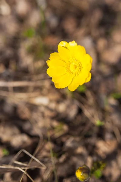 Flor amarela da primavera na floresta — Fotografia de Stock
