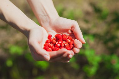 Doğa üzerinde kadın elinde olgun çilek