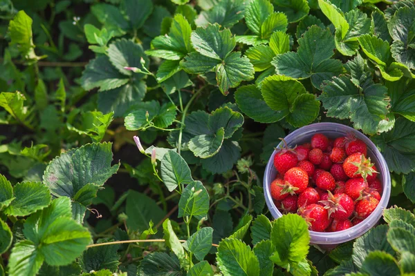 Köyün şeffaf Kupası olgun çilek