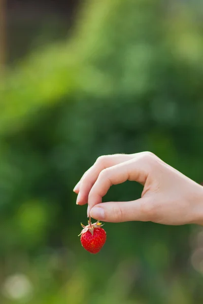 Doğa üzerinde kadın elinde olgun çilek