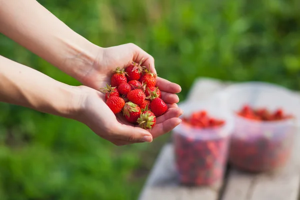 Ripe strawberries in female hands on nature Royalty Free Stock Images