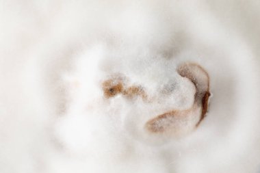 Psilocybe cubensis 'in Macro' su veya Stropharia cubensis miselyum psikedelik etkisiyle bilinen aktif psilosibin 'in çıkarılması ve incelenmesi için laboratuvarda yetiştirilir.