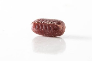 cockroach ootheca, casing containing the laid eggs of cockroach from which hundreds of new individuals will be born, concept of domestic hygiene and insect disinfestation