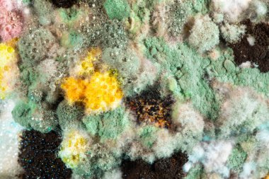 Macro of a cluster of colorful molds that have infected spoiled food leftovers in the refrigerator, concept of hygiene and danger of mycotoxin poisoning and food waste