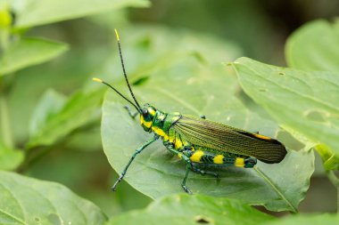 Yaprak üzerindeki yeşil çekirge, yakından görünüyor.