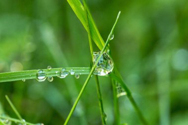 Yeşil çimenler yağmur damlalarıyla birlikte 