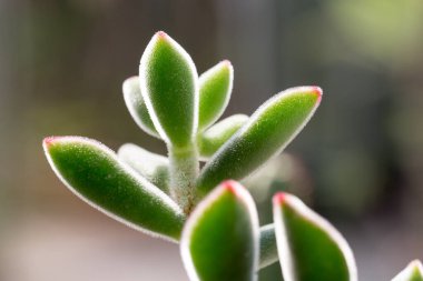 Sulu bitki yakın görüntüsü