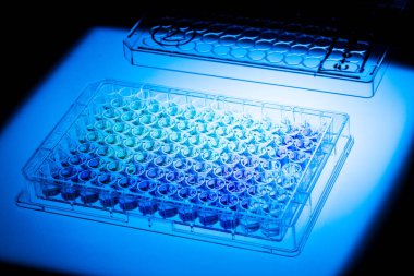 Sarı ve mor renkli madde örnekleriyle PCR plakası üst görünüm