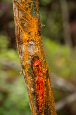 Ağaç gövdesi yakın çekim dokusu