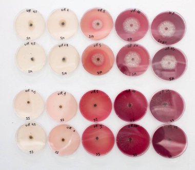 Küf aşısıyla Petri kabında konsantrasyon derecesi