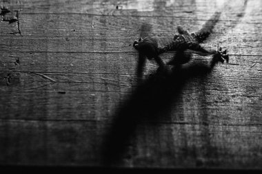 Kertenkele hareket halinde, yakın çekim görünümü