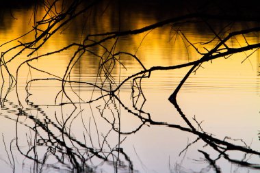 Ağaç dallarıyla gölün üzerinde gün batımı