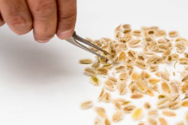 Ammodaucus leucotrichus tohumlarının yakın görüntüsü