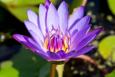 Yazın açan güzel parlak çiçekler. 