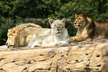 Kayadaki aslanlar birlikte dinleniyor.