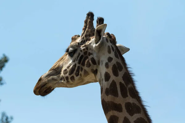 Großaufnahme Der Giraffenschnauze Vor Blauem Himmel — Stockfoto