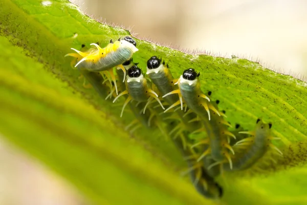 애벌레 가까이 — 스톡 사진