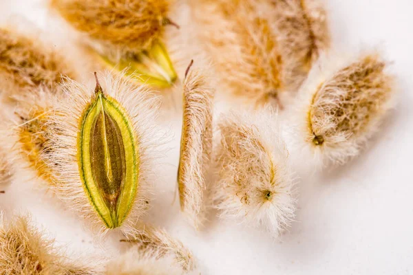 Detailní Pohled Semena Ammodaucus Leucotrichus — Stock fotografie