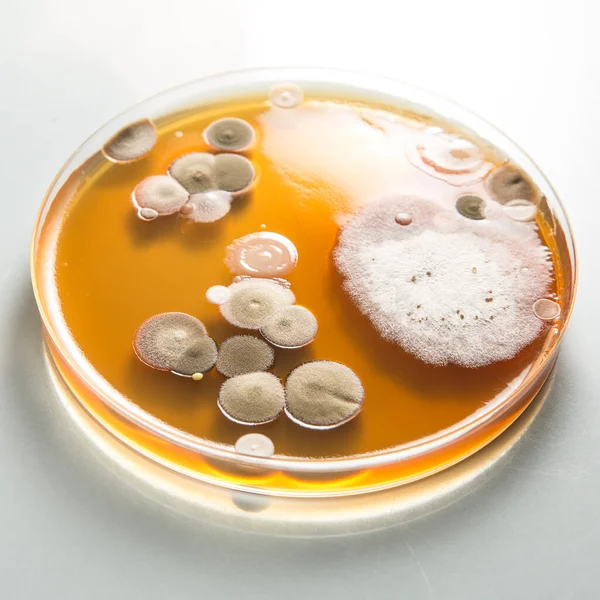 Petrischaal Met Micro Organismen Bacteriën Het Laboratorium — Stockfoto