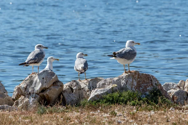 Meeuwen Bij Zeekust Bij Zonnig Weer — Stockfoto