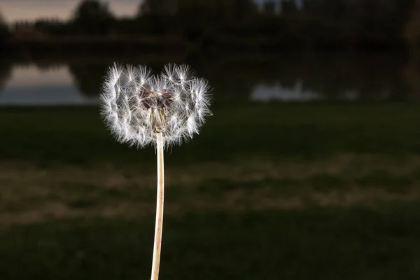 Paardebloem Close Zicht — Stockfoto