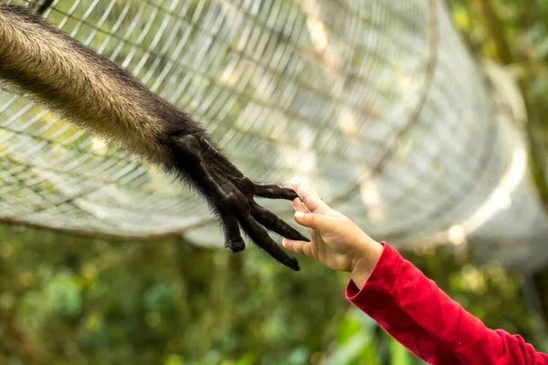 Contact of child with monkey concept