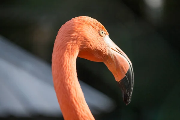 Flamingo Rosa Vista Close — Fotografia de Stock