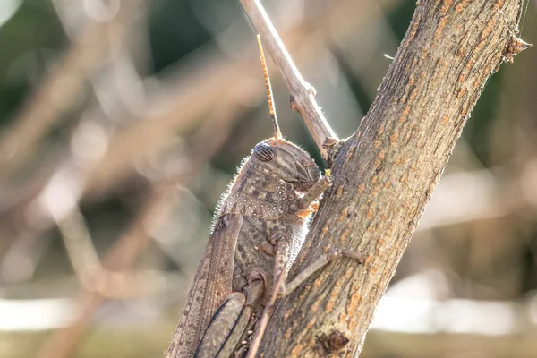 Makro Kobylky Suché Větvi — Stock fotografie