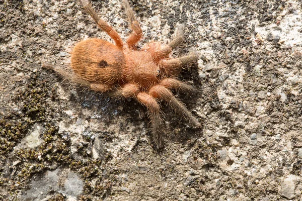 Araignée Sur Rocher Gris Vue Rapprochée — Photo