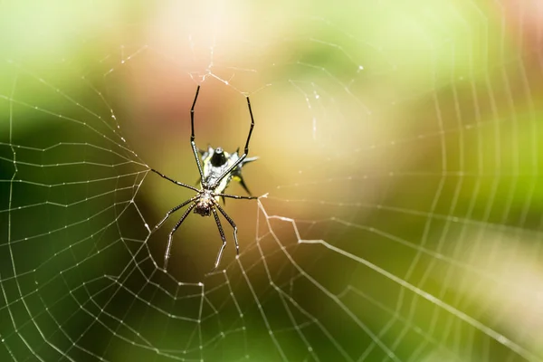 Aranha Floresta Sentar Uma Teia Close Vista — Fotografia de Stock