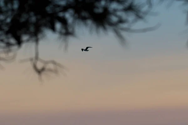 Möwe Fliegt Bei Sonnenuntergang Den Himmel — Stockfoto