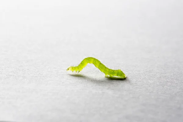 Green Caterpillar White Background — Stock Photo, Image