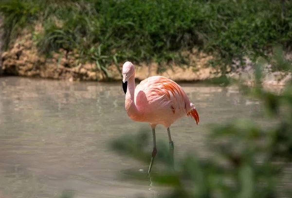 Belo Pássaro Flamingo Lagoa — Fotografia de Stock