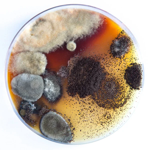 petri dish with microorganisms and bacteria in the laboratory