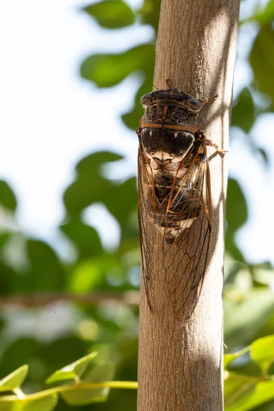 Macro Una Cigarra Gigante Descansando Sobre Una Rama Árbol Especies — Foto de Stock