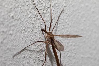 Uzun bacaklı turna sineği, beyaz bir duvarda dinleniyor. Hassas kanatlarını gösteriyor.