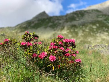 Alpenrose İsviçre dağlarında çiçek açtı.